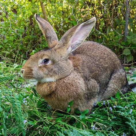 Flemish Giant Rabbit And Dog