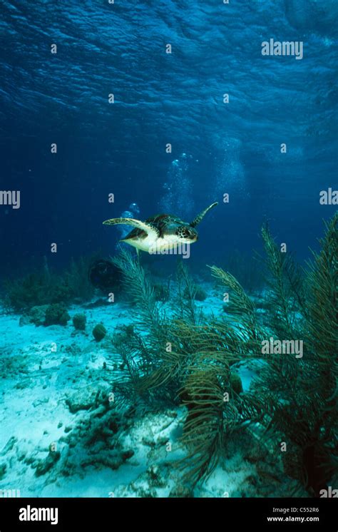 Sea turtle swimming underwater Stock Photo - Alamy