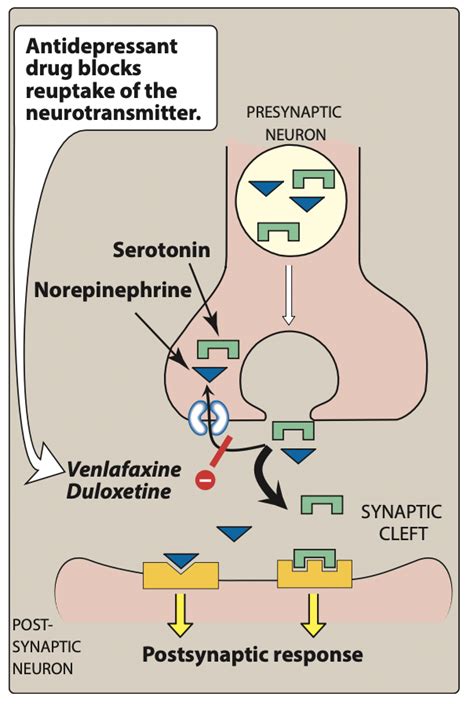 Duloxetine Pharmacology - BioPharma Notes