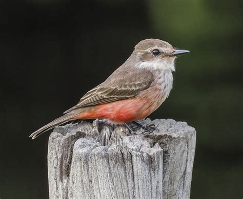 Female Vermilion Flycatcher - Pyrocephalus rubinus (Tyrann… | Flickr