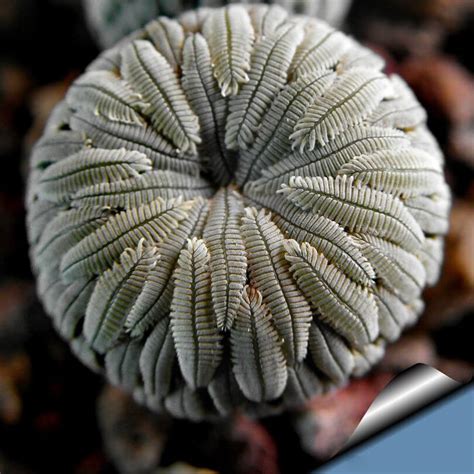 Rare Astrophytum Seeds, Lithops Seeds, Succulent, Cactus Seeds, 100pcs/pack – GreenSeedGarden