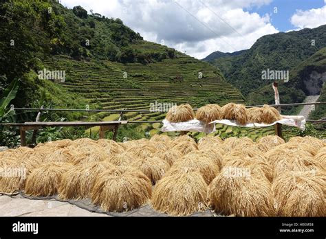 Golden rice bundles sun drying with Banaue and Baguio Rice Terraces and mountains in the ...