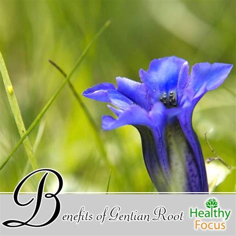 Benefits of Gentian Root - Healthy Focus