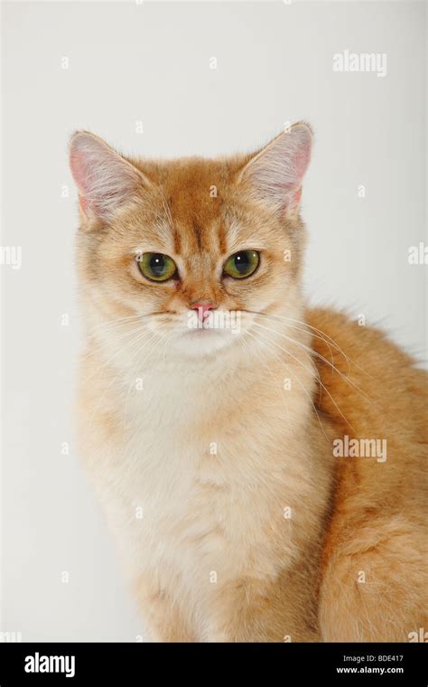 Golden tabby cat hi-res stock photography and images - Alamy