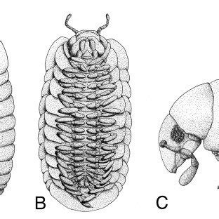 Myriapod groups with differences in dorsal and ventral segmentation.... | Download Scientific ...