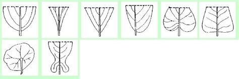 11 kinds of leaf apex features | Download Scientific Diagram