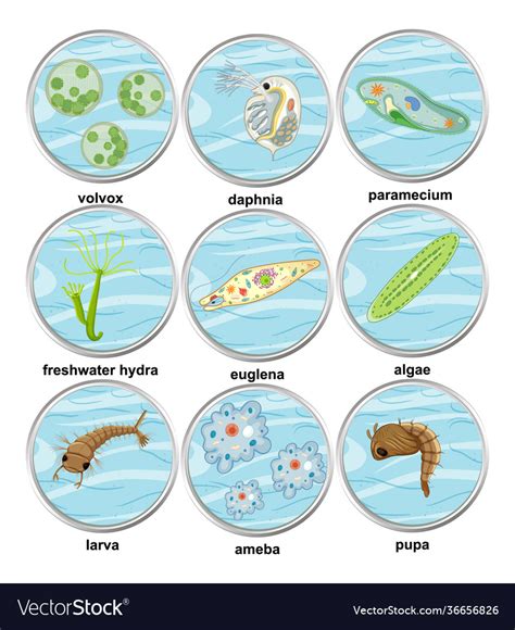 Set different types unicellular organisms Vector Image