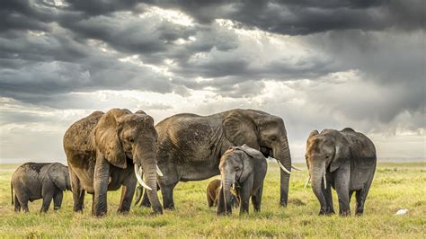 African Elephant Herd Wallpaper