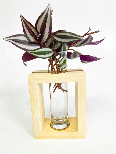 Tradescantia Zebrina Propagation: 3 Simple Steps to Succeed