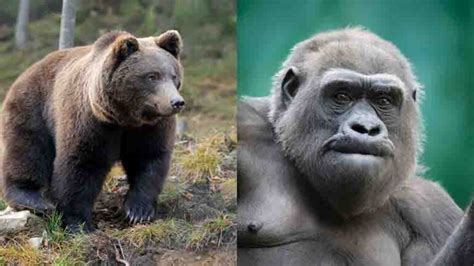 Battle of the Beasts: Bear vs Gorilla - Just Differences