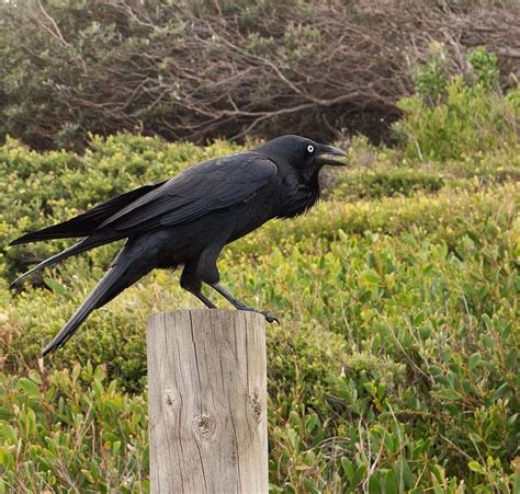 Australian Raven 110401-0881 | World birds, Australian birds, Birds of ...