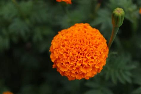 22 Types of Orange Flowers + Pictures | FlowerGlossary.com