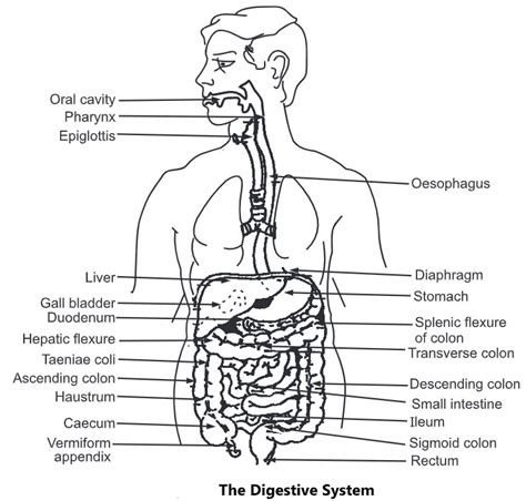 Functions Of The Digestive System Organs