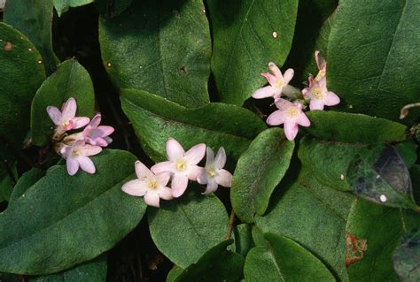 pink-trailing-arbutus - Massachusetts Pictures - Massachusetts - HISTORY.com