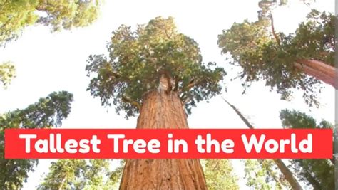 Tallest Tree in the World, Oldest, Biggest Tree List - urbanaffairskerala.org