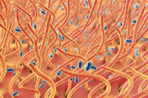 Bordetella - Biologia Molecular – Controllab