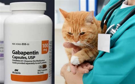 Liquid Gabapentin For Cats Dosage Chart