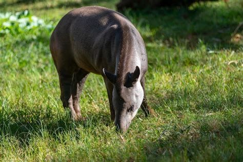 Premium Photo | A horse in a field of grass