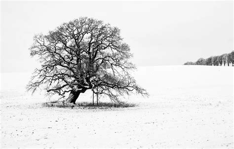 Wallpaper winter, tree, countryside, snow, branches, cloudy for mobile and desktop, section ...