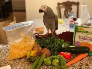 Quaker Parrot - Facts about quaker bird Health diet personality intelligence