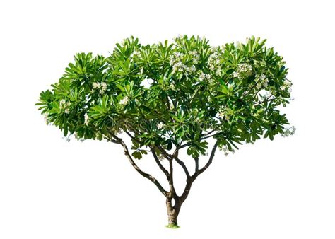 Plumeria Tree Png