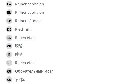 Rhinencephalon - vet-Anatomy - IMAIOS