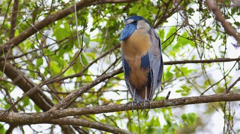 Bird Watching Tours in Costa Rica