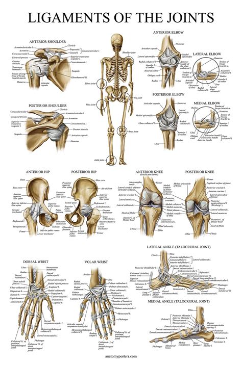 Buy Palace Learning Ligaments of the Joints Anatomical - LAMINATED ...