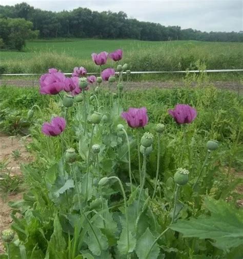 Wildflower Seeds LARGE PURPLE POPPY Hungarian Breadseed - Etsy