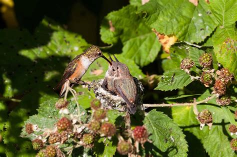 Rufous Hummingbird Pictures - AZ Animals