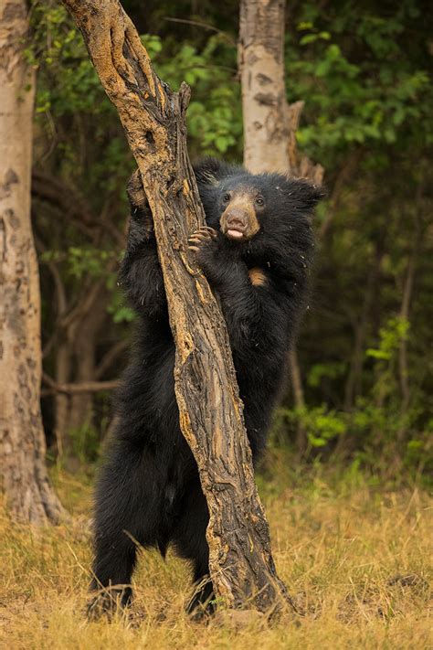 Sloth bear cub on a tree - Francis J Taylor Photography