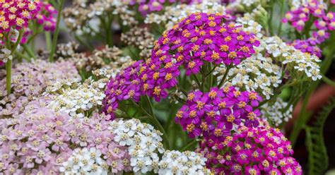 13 of the Best Yarrow Varieties for the Home Garden | Gardener’s Path