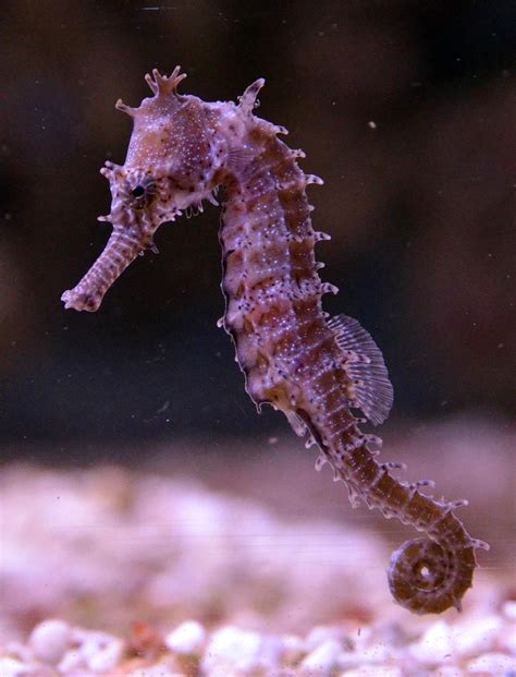 The galloping evolution in seahorses | EurekAlert!