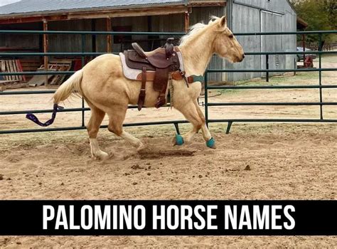 100+ Best Palomino Horse Names: [From Classic to Unique]