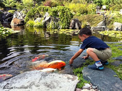 Pond Fish Feeding | 6 Tips for Feeding Koi Fish in Summer