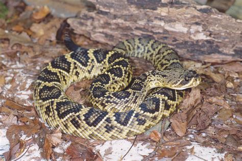 Snake sightings common as the weather warms | The Chatham News + Record