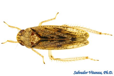 Hemiptera-Auchenorrhyncha-Cicadellidae-Ponana-Leafhoppers (A) - Urban ...