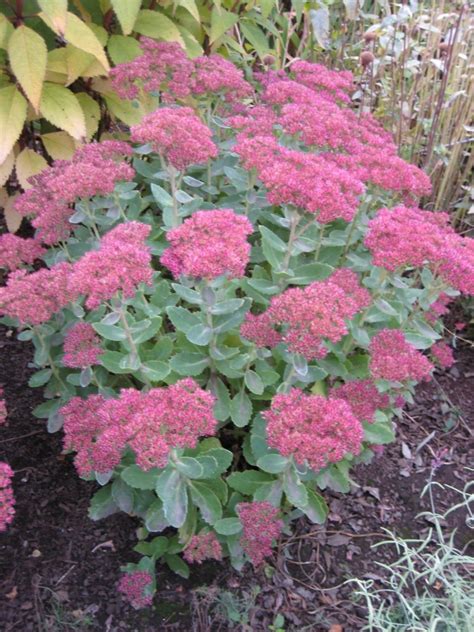 Autumn Joy Sedum - thomsonslandscaping.com