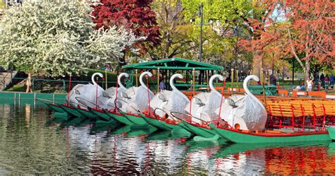 Boston Public Garden Swan Boats 2022 [04/16/22]