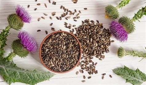 Milk Thistle Extract: Benefits, Detoxification, Liver Health, and More｜ iHerb Blog