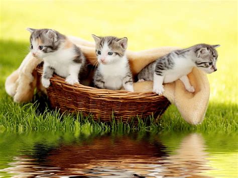 720P free download | Kittens in basket, grass, fluffy, kittens, adorable, sweet, cute, basket ...