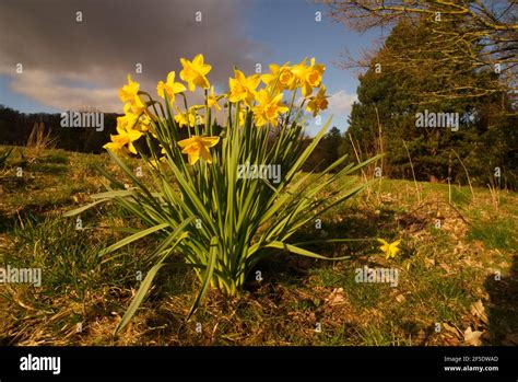 Easter daffodils. Today the narcissus symbolism renewal of life, and celebrate Easter as a ...