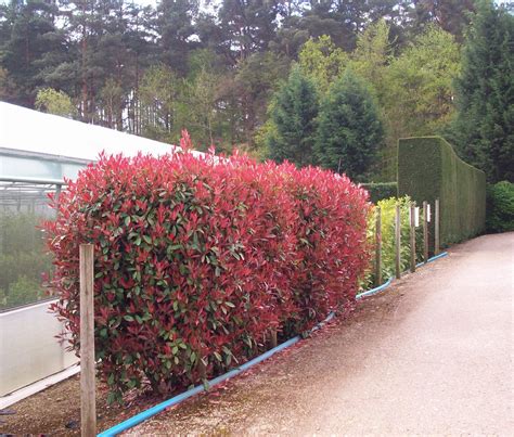 New red leaves on Photinia Hedge www.Hedgesonline.com #SurreyHedging # ...