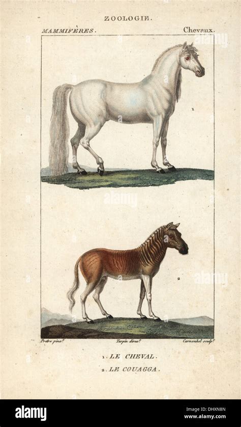 Horse, Equus ferus caballus, and extinct quagga, Equus quagga quagga ...