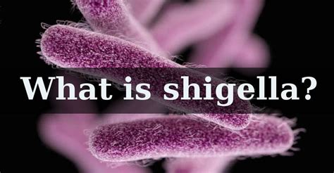 Explained | Shigella bacteria, causes, prevention