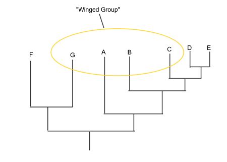 Paraphyletic Group vs. Polyphyletic Group | Overview & Examples - Video ...