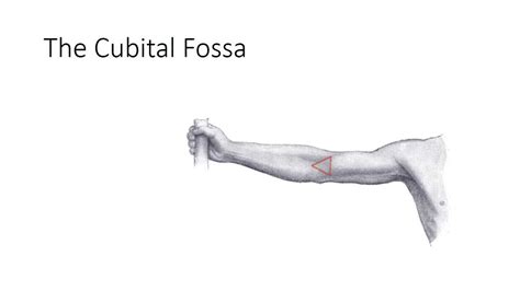 Antecubital Fossa