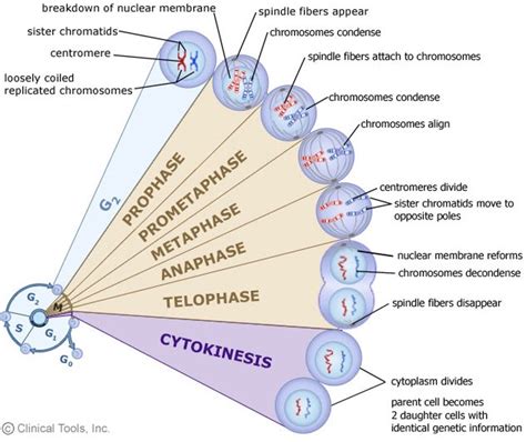 Cell cycle – NC DNA Day Blog