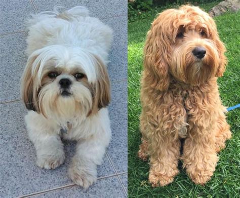 Shih Tzu vs Cockapoo - Breed Comparison | MyDogBreeds