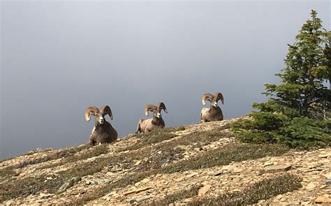 Bighorn Sheep In Glacier - Glacier National Park Conservancy